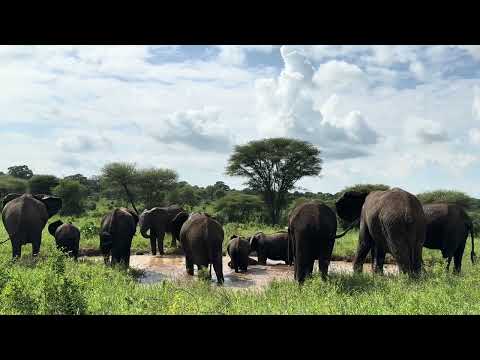 A Large elephant Family