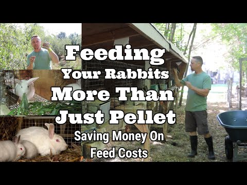 YouTube video about: Where can I buy rowe rabbit feed?