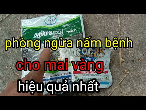 Sử dụng AnTRaConl và Coc85 cho mai vàng không lo nấm bệnh