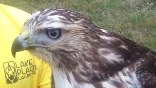 preview picture of video 'Meet a New York State falconer and his red-tailed hawk'