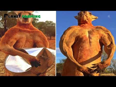 Amazing Kangaroo Farm Meat Processing - Kangaroo Harvest