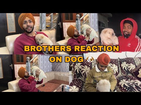 BROTHER REACTION ON NEW DOG 😱SARE NE KITA PYAAR DOG NU ❤️