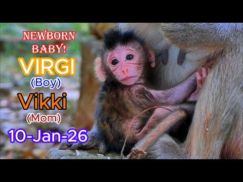 Good News! Mom Kikki gave birth to adorable baby Boy Virgil. l Amber Troop