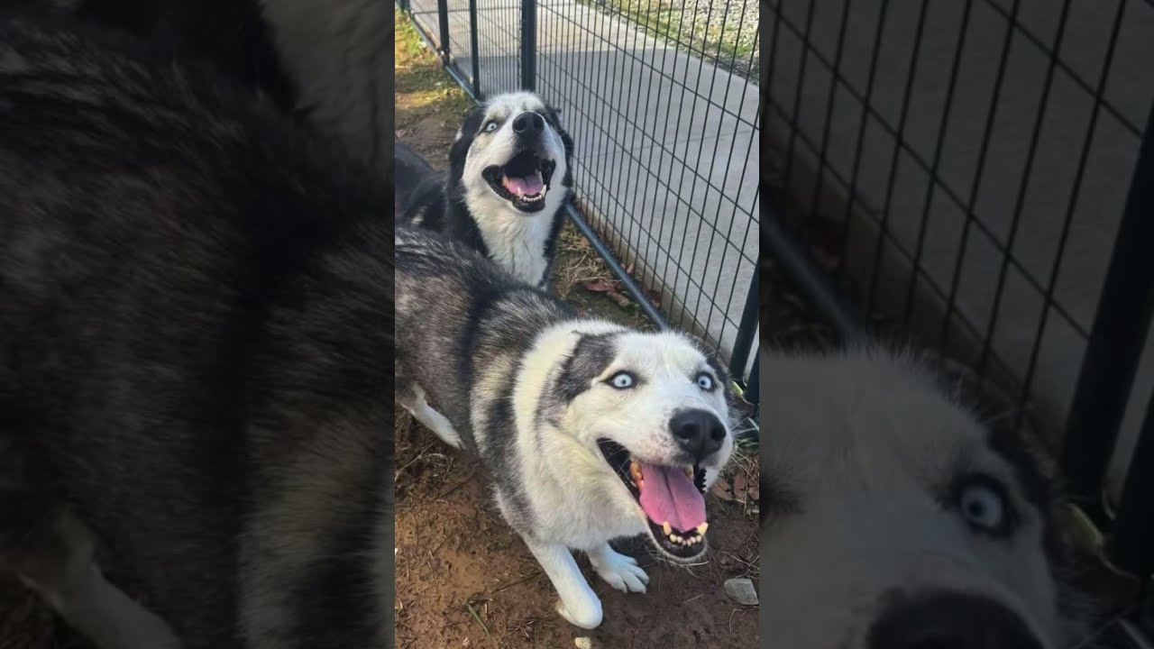 Enlarge Jack, a Adoptable Husky in Eufaula, OK video 2/2