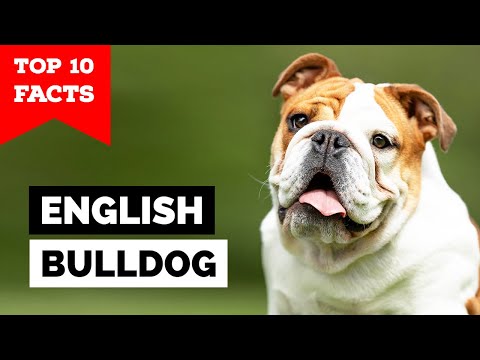 English Bulldog - Top 10 Facts