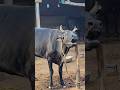 Big Holstein Cow Moo Sound Cow Sound Animal Sound Gorur Humba Humba Dak Cow Videos