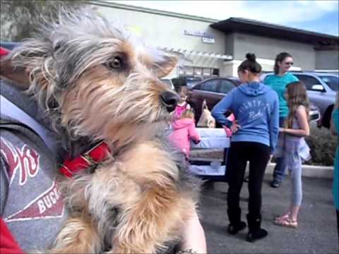 Tyson, an adopted Dachshund in Las Vegas, NV_image-1