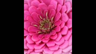 Chase Coy - Picturesque