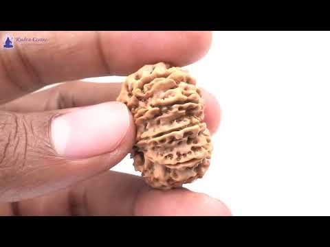 Rudraksha Product Image