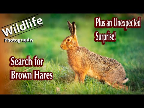 UK Wildlife and Nature Photography - Brown Hares