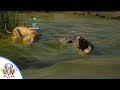 Assassin's Creed Origins - Set Up Date Trophy - Taming a Lion and Bringing it to a Crocodile