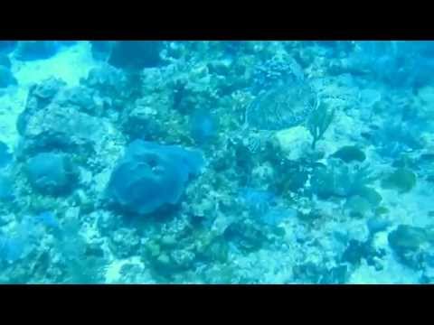 Snorkeling Long Reef, St. Croix