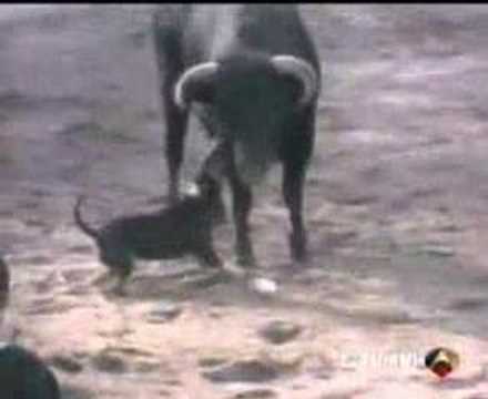 un perro bull terrier ingles contra un toro / english bull terrier against bull