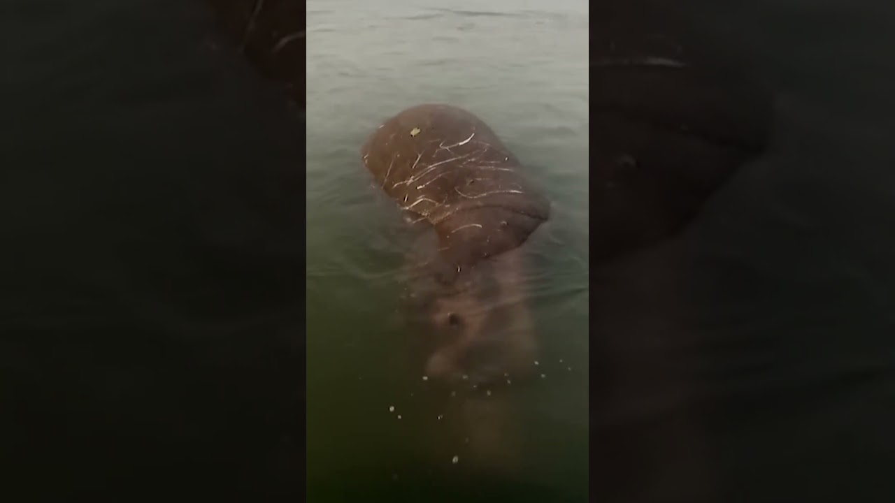 Dark Secrets of the Sambezi Deadly Anthrax Threatens Hippos#shorts #fishing #trending