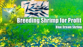 Breeding Shrimp for Profit - Blue Dream Shrimp