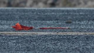 cul de sac - phangs (cinematic)