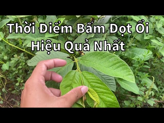 Giai Đoạn bấm đọt ổi hiệu quả giúp cây khỏe và cho năng suất kéo dài