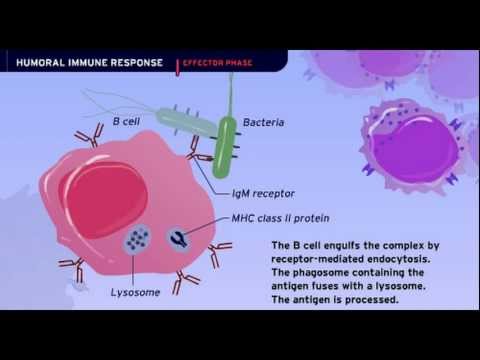 The Humoral Immune Response