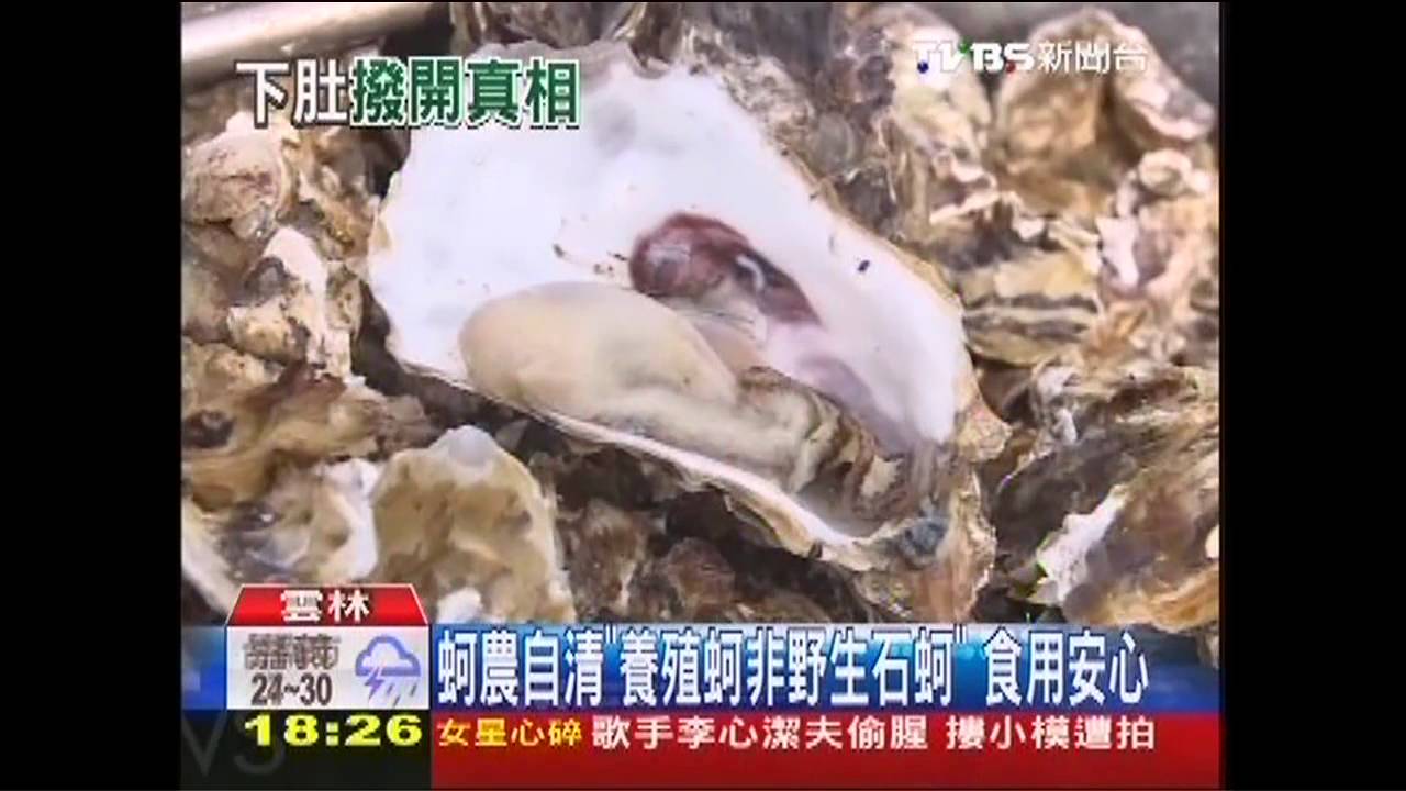 環團點名　西岸「野生石蚵」重金屬超標