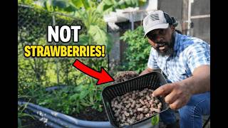 "I Planted Strawberries & You WON'T BELIEVE What I Found!"