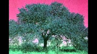 Miriam Makeba Cannon