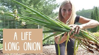 EGYPTIAN WALKING ONIONS | How to Use Them | PERENNIAL Food Source