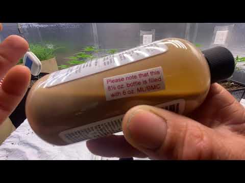 Fungus gnat control. Microbe lift bmc. 😡 not this time 😆