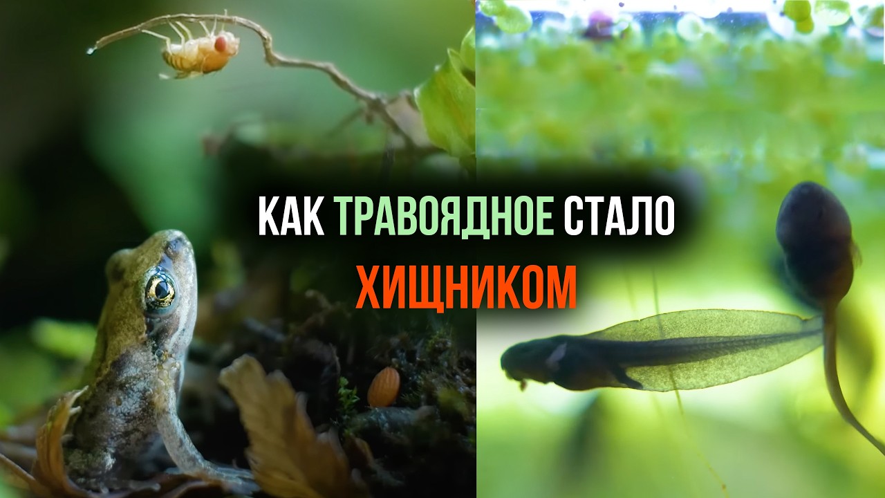 ГОЛОВАСТИКИ СТАЛИ ХИЩНИКАМИ У НАС В ТЕРРАРИУМЕ!