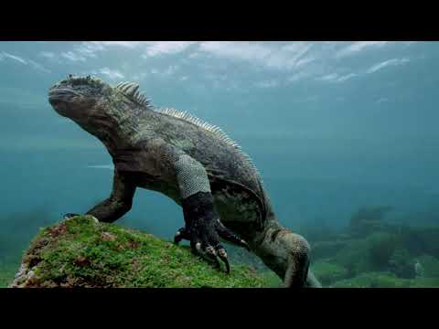 David Attenborough's Galapagos - ( Episode 1 )