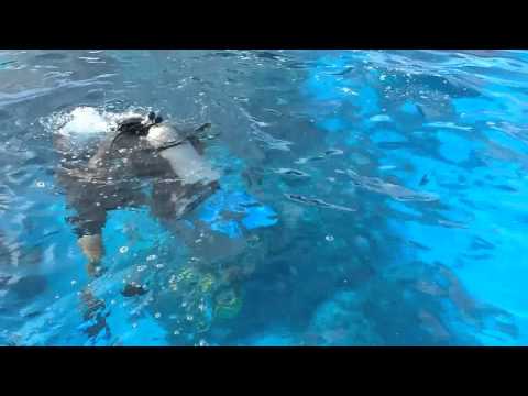 download lagu mp3 mp4 Diveasy, download lagu Diveasy gratis, unduh video klip Download Diveasy Mp3 dan Mp4 320kbps Gratis