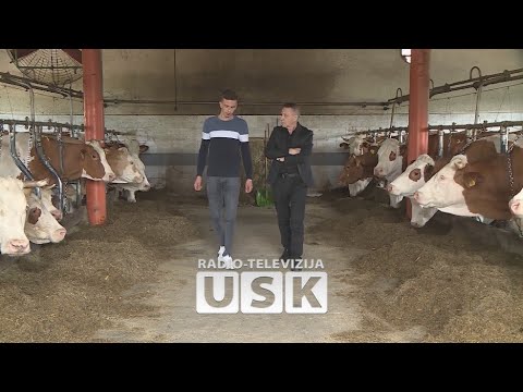 KRAJIŠKA ZEMLJA - Najmlađi među najboljima - Muhamed Mehić uspješan proizvođač mlijeka
