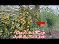 3Tips: Get 50 KG Fruit in First Year From Apple Ber Farming