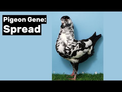 , title : 'Pigeon Gene: Spread'