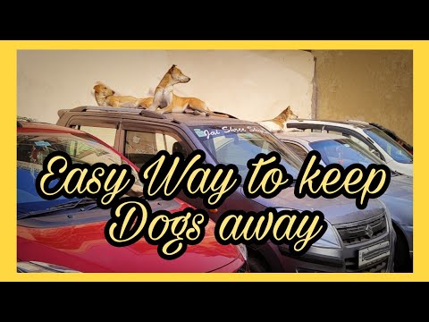 YouTube video about: How to keep dog away from car?
