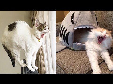 Try Not To Laugh or Grin While Watching Funny Dogs and Cats Videos