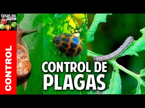 Quién se come mis plantas - Guía para controlar las plagas más comunes del huerto