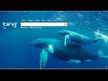 Why Bing Created By Charles F Mr H S Digital Media Class