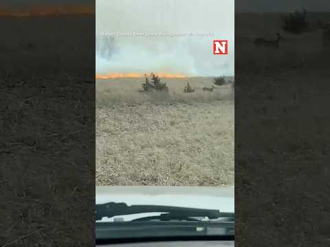 Deer Run And Narrowly Escape Oklahoma's Wildfire Destruction