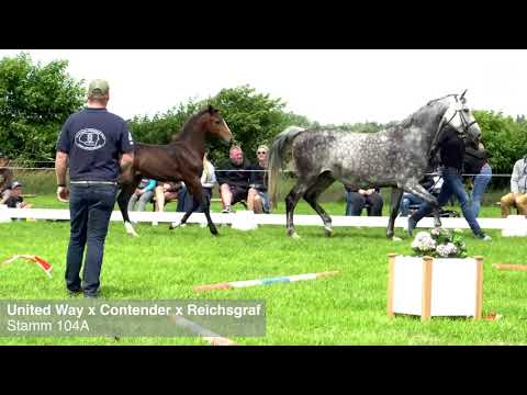 Fohlenprämierung Föhr 2020 | Stute | St. 104A | United Way x Contender x Reichsgraf | ZG Rörden