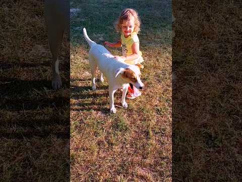 dog and car song #shorts #alisa