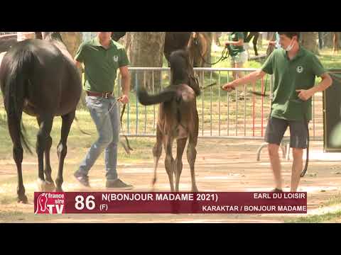 Sprinter Sacré Show 2021 : Lot 86 - N.21 Bonjour Madame