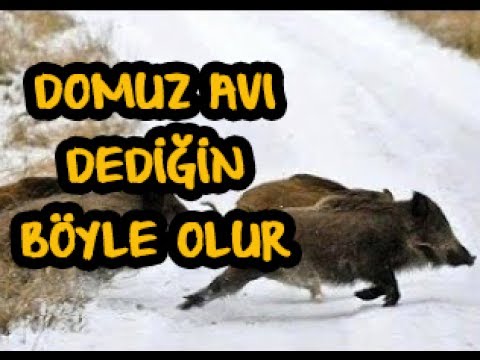 Domuz  Avı Dediğin Böyle Olur...Pig Hunt, Wild Boar Hunting