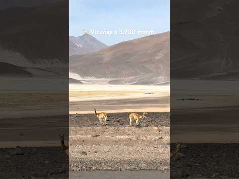 Vicuñas a 3.700 msnm 🦙 | Camino a Ollagüe 🇨🇱 #chile #nature #slowliving