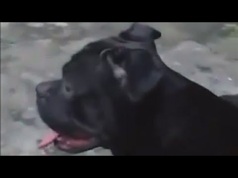 Kobe black mamba the american bully dog.