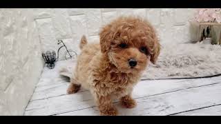 トイプードルの動画01