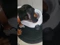 GARY El Nuevo Miembro De La Familia Dog Animals Tekel