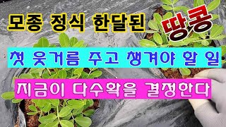 [텃밭농부 1,487]  모종 정식 한달 된 땅콩밭에 1차 웃거름 주는 방법 #땅콩재배