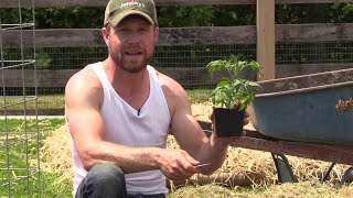 How to Plant Tomatoes in Raised Beds