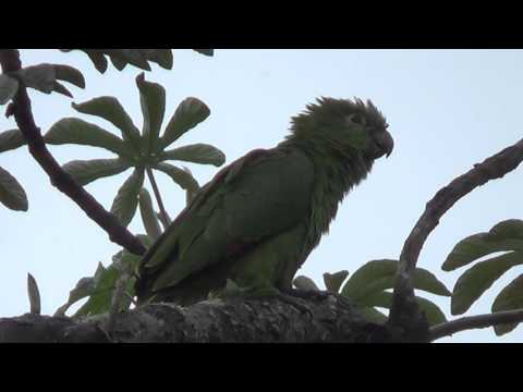 Sounds of TURQUOISE-FRONTED PARROT Singing, AMAZONA AESTIVA, PAPAGAIO-VERDADEIRO, Wildlife shows,