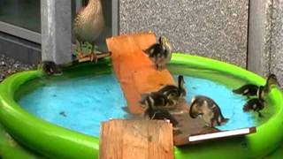 Enten 2011 - 23.06.2011